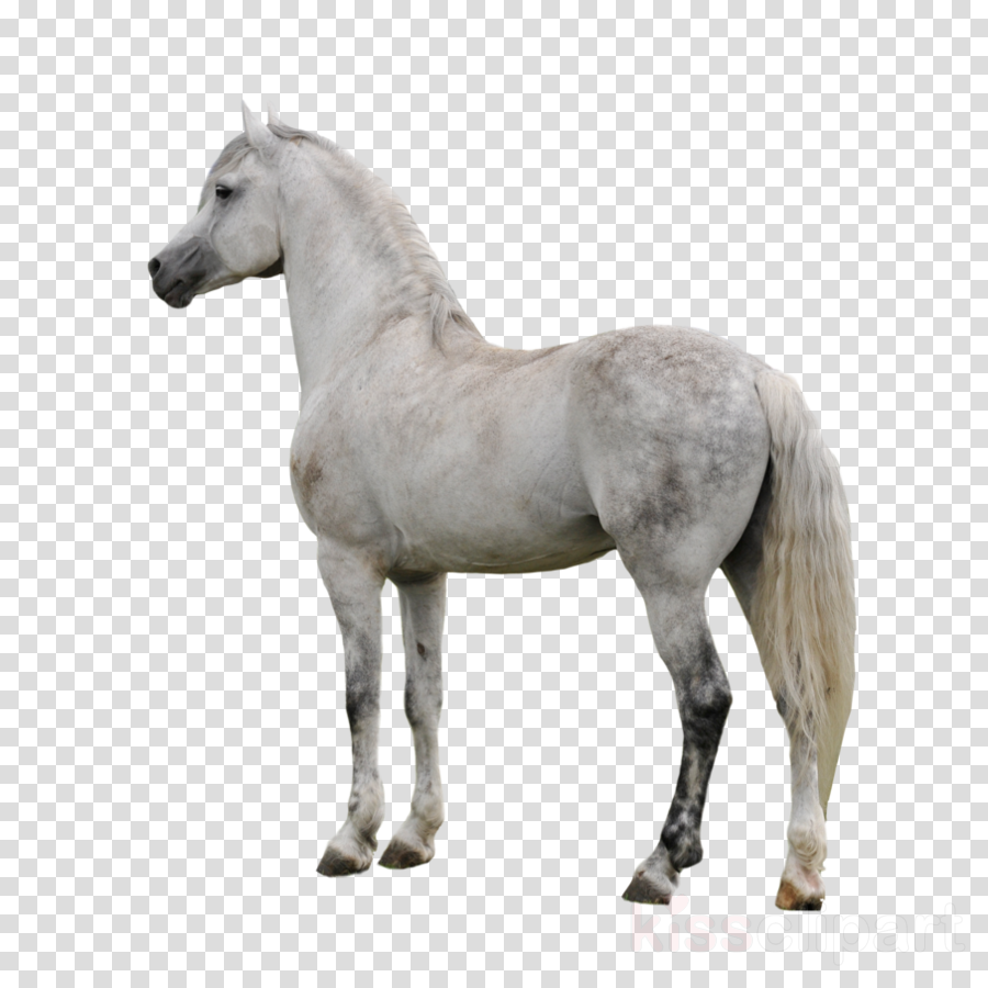 19 Paint Horse Jpg Freeuse Library Huge Freebie Download - White Horse Transparent Background Clipart (900x900), Png Download
