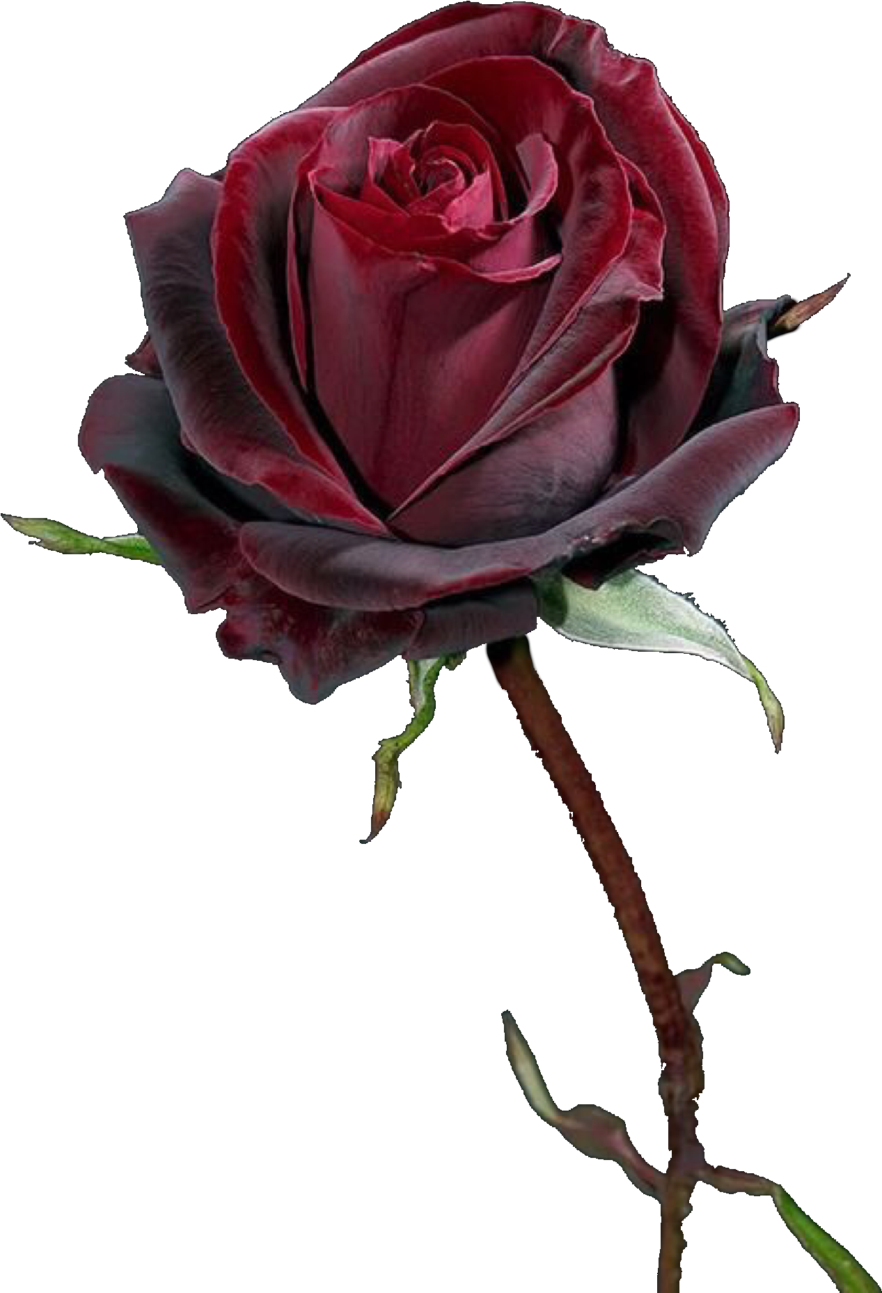 Sailor Moon, Duke, Sailor Moons Clipart (1368x2048), Png Download