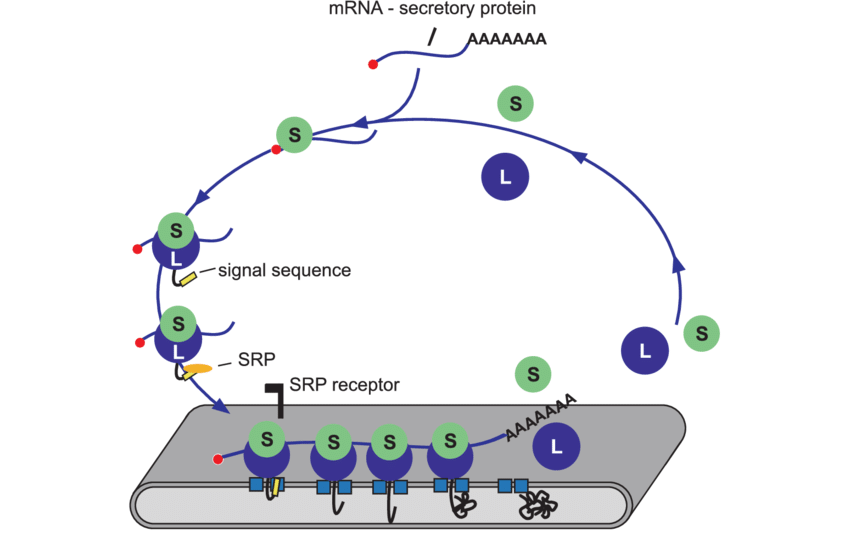 The Signal Recognition Particle Ribosome Cycle - Circle Clipart (850x543), Png Download