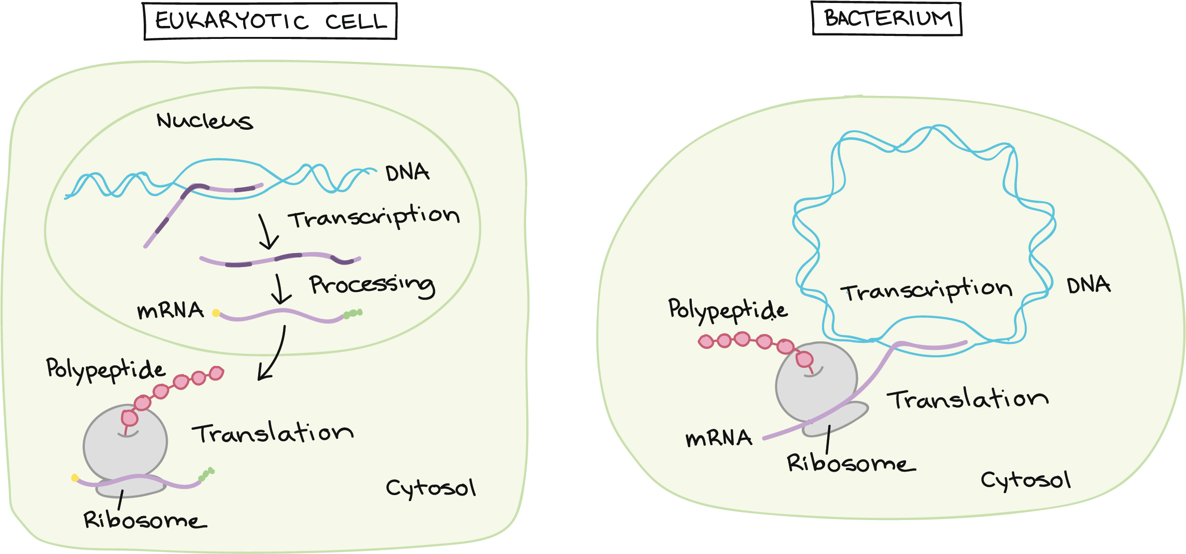 Eukaryotic Pre Mrna - Does Rna Splicing Occur In A Eukaryotic Cell Clipart (2550x1179), Png Download