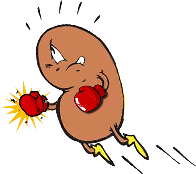 Kidney Cartoons Clipart (838x770), Png Download