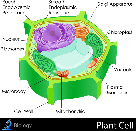 Plant Cell - Microbodies In Plant Cell Clipart (576x553), Png Download