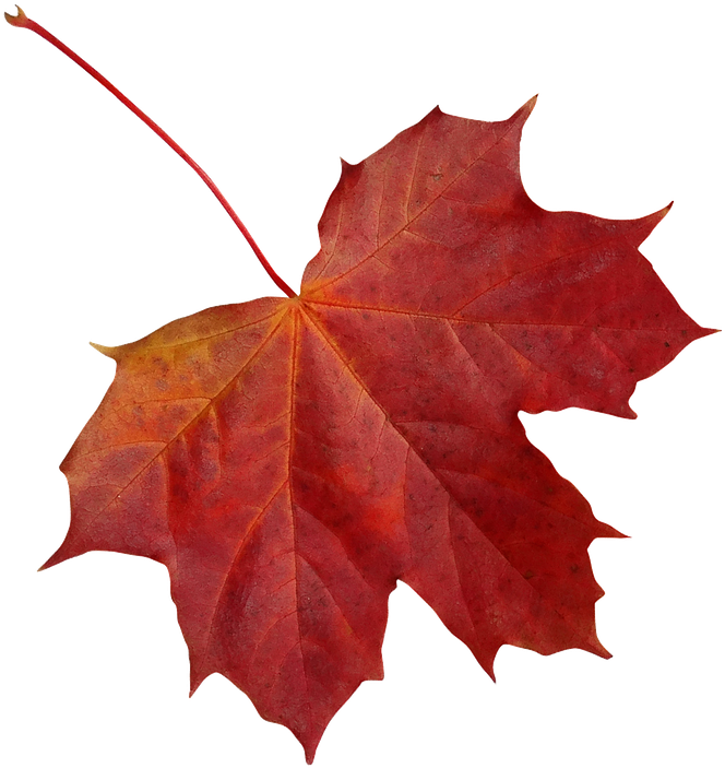 Leaf, Clone, Maple, Autumn, Red, Nature, Colorful - Maple Leaf Clipart (704x720), Png Download