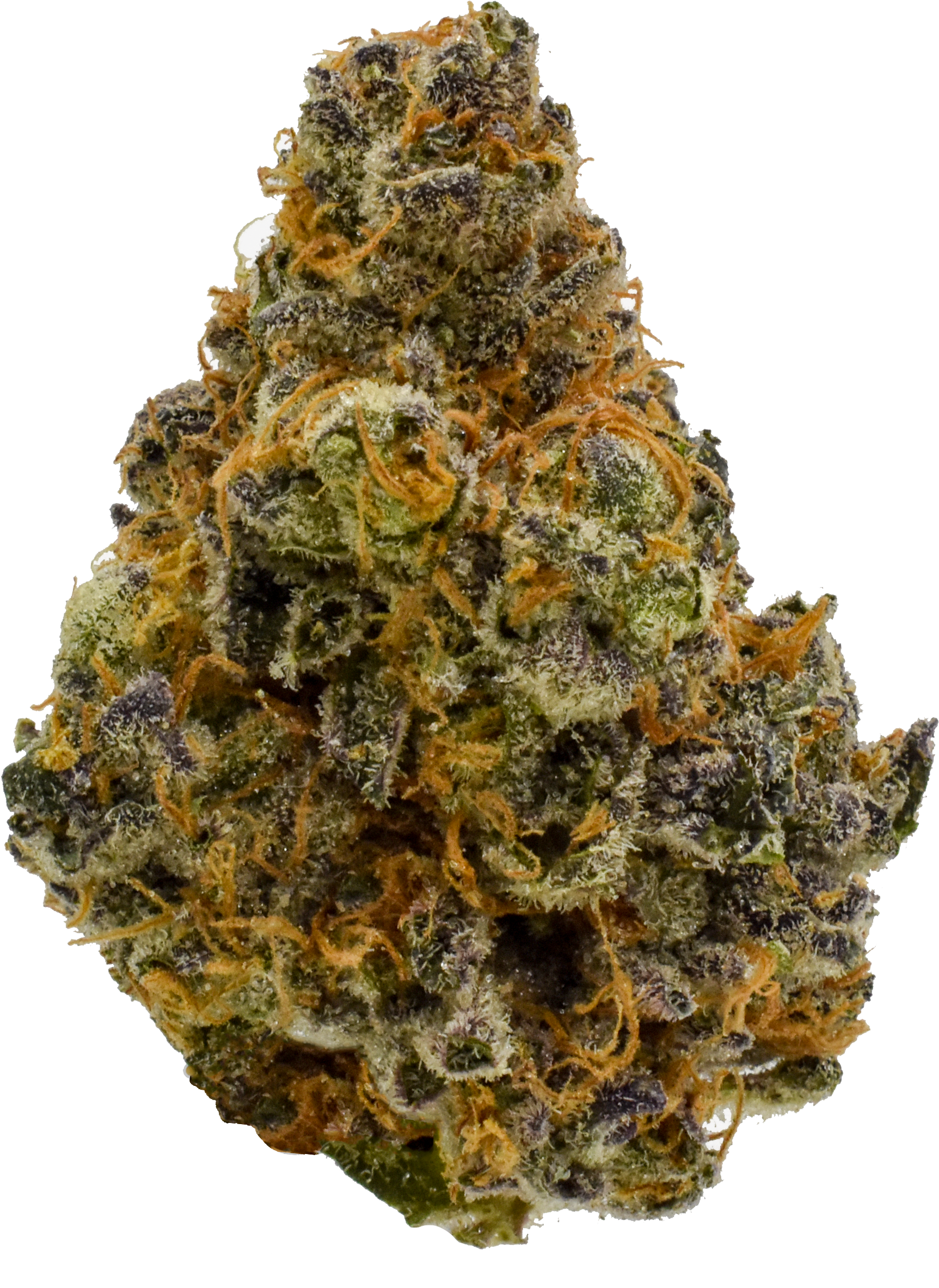 Candyland Png - Christmas Tree - Red Pine Clipart (1725x2365), Png Download