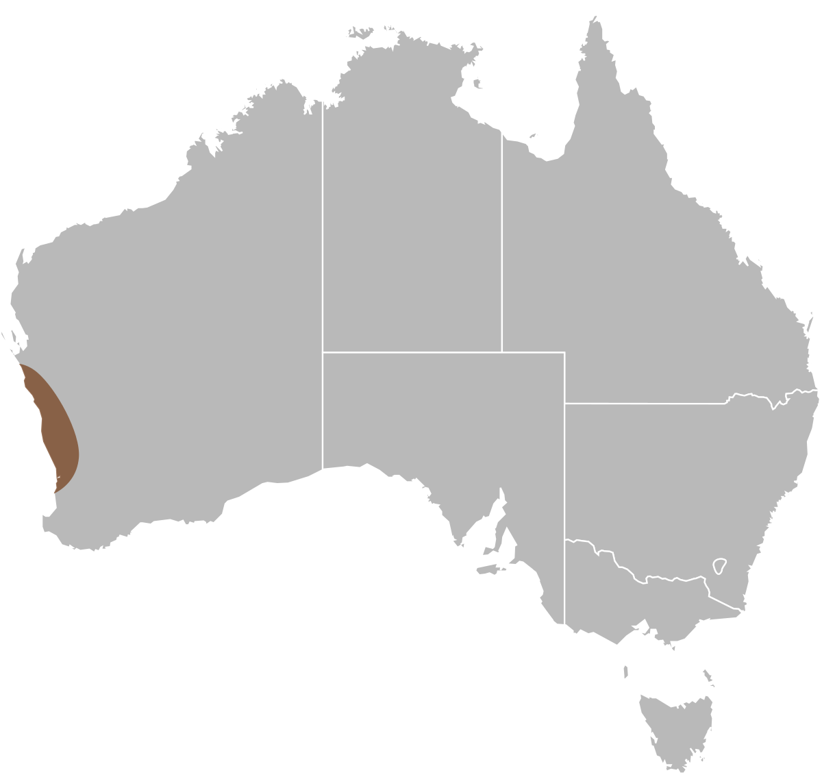 Javelin Lizard - Map Of Australia Png Clipart (1200x1131), Png Download
