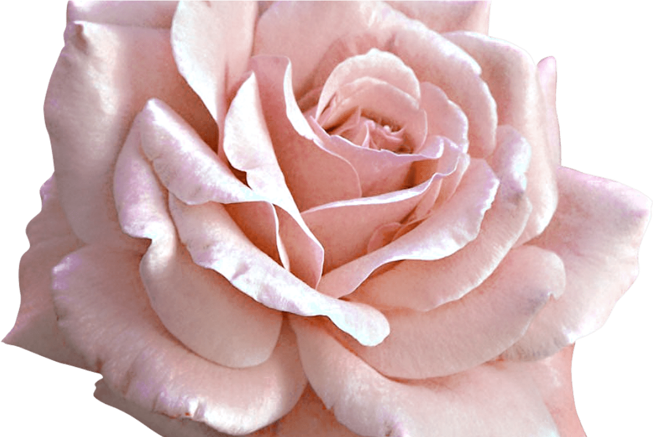 Backgrounds Flower Tumblr Doodles Png Wwwgalleryneedcom - Light Pink Rose Png Clipart (1368x855), Png Download