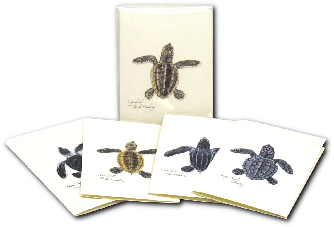 Sea Turtle Hatchling Notecards - Green Sea Turtle Clipart (1200x1200), Png Download