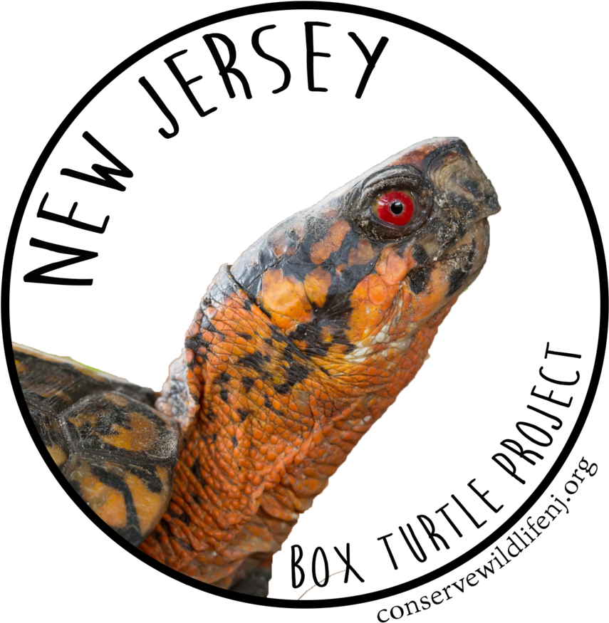 Terrapin Clipart (1024x1024), Png Download