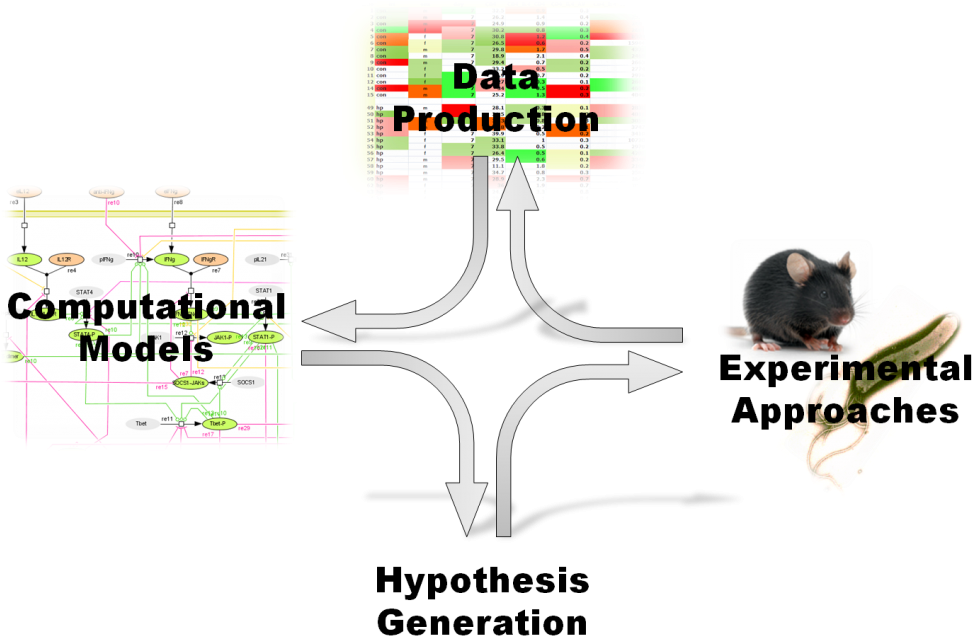 Miep Immunology - Graphic Design Clipart (1024x655), Png Download