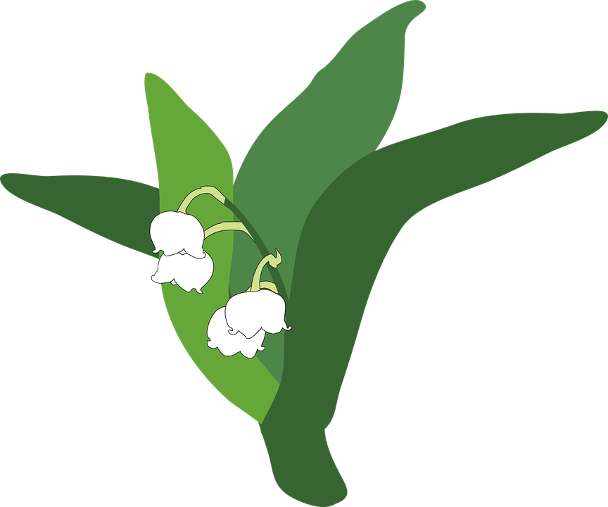 Download Lily Of The Valley Png Pic - Lily Of The Valley Cartoon Png Clipart (864x720), Png Download