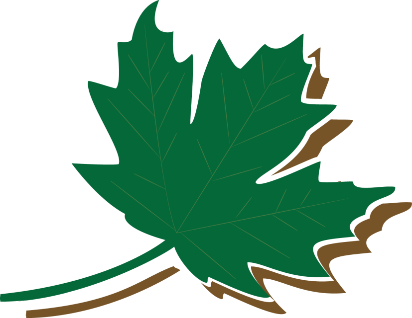 Pageants - Maple Leaf Clipart (827x640), Png Download