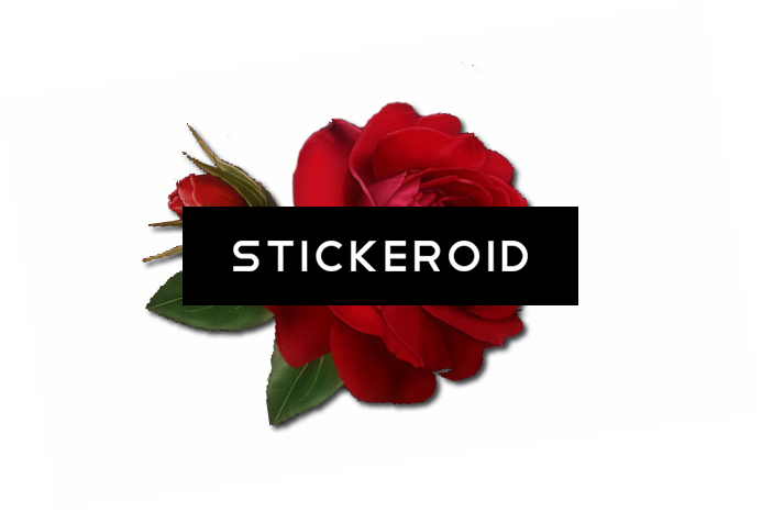 Single Red Rose Flowers - Floribunda Clipart (693x466), Png Download