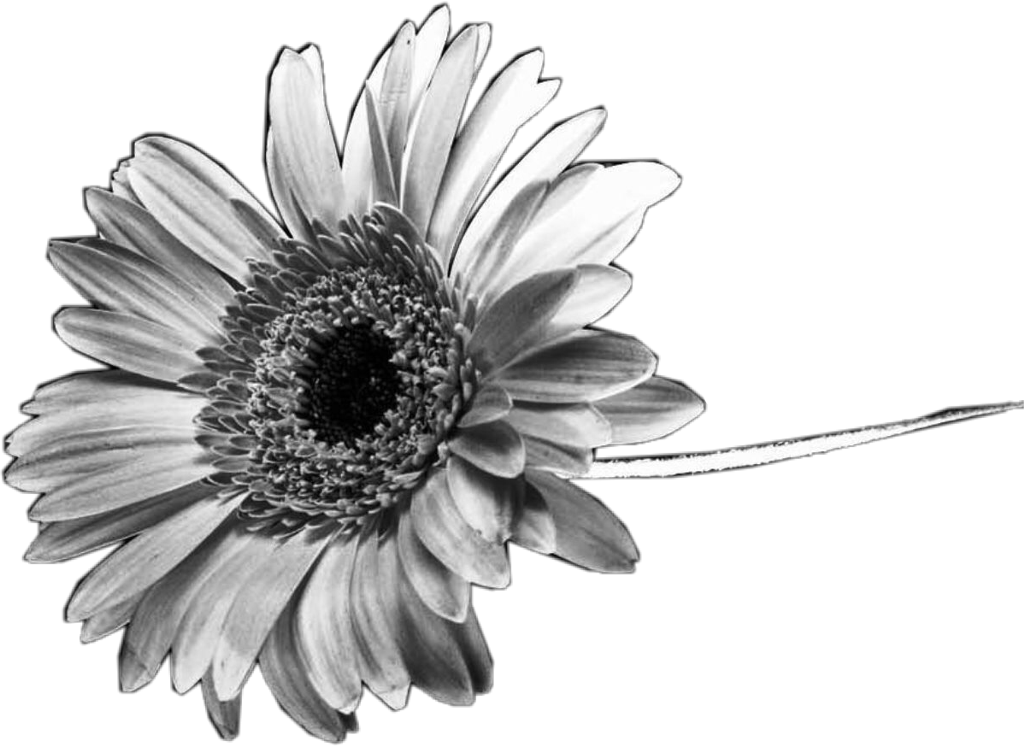 #black #white #sunflower #flower #interesting #nature - Iphone Telefon Duvar Kağıtları Tumblr Hd Clipart (1024x746), Png Download