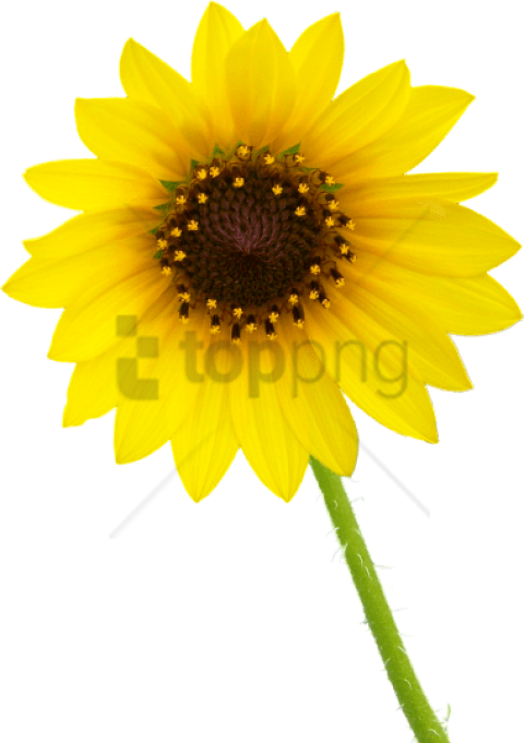 Free Png White Sunflower Png Png Image With Transparent - Transparent Background Single Flower Png Clipart (480x681), Png Download
