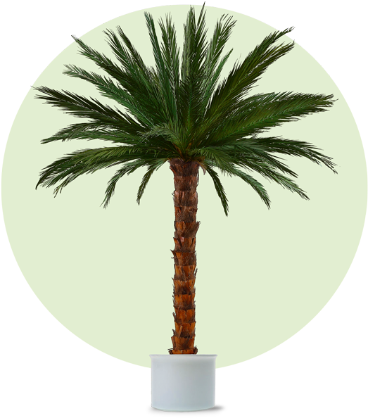Palm Areca 3m Cl - Künstliche Palme Clipart (600x600), Png Download