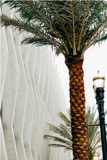 The 88 Concrete Fins That Surround The Building Provide - Attalea Speciosa Clipart (678x532), Png Download