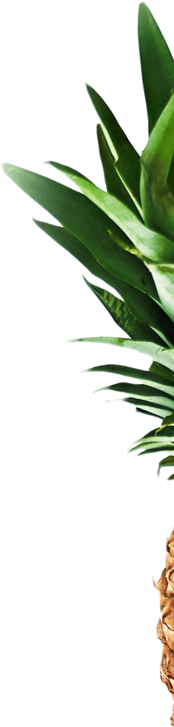 Pinapple Image - Attalea Speciosa Clipart (348x1714), Png Download