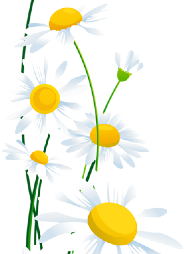 Daisies Clipart Transparent White Daisies Png Clipart - Frases De Oração (1024x1024), Png Download