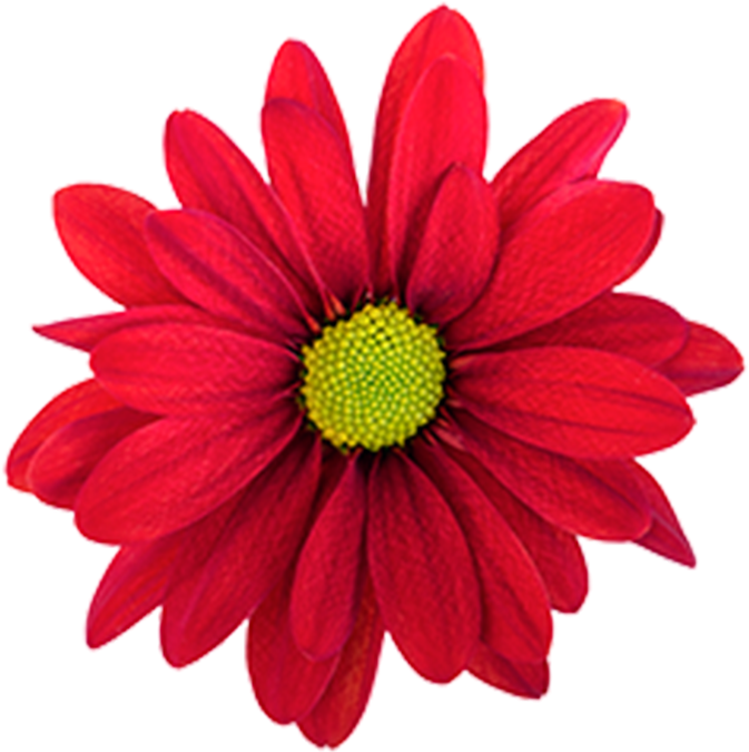 Click To Enlarge Image Red Daisy Atlantis Red Red Daisy - Daisy Clipart (800x800), Png Download