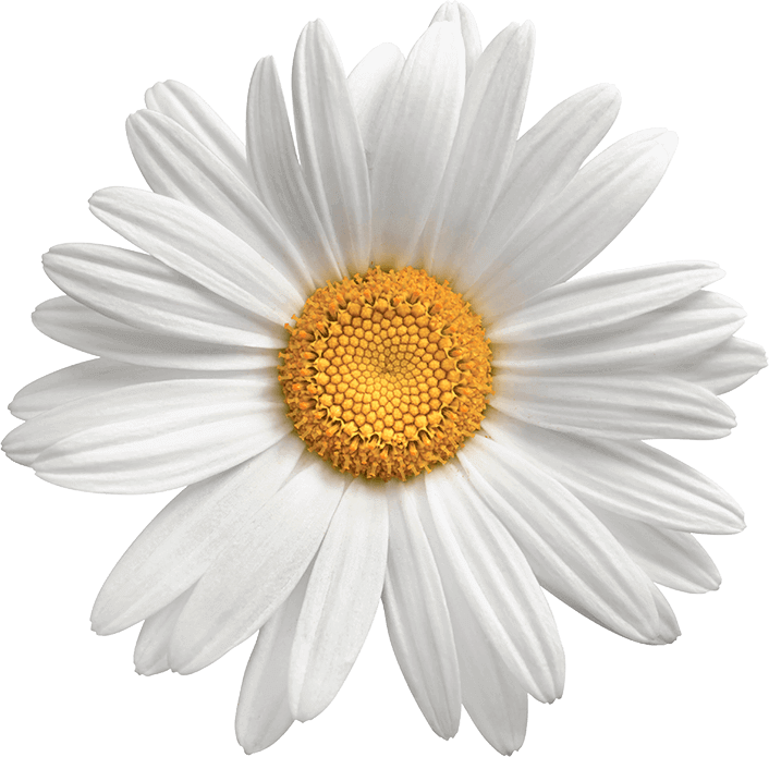 Transparent Background Daisy Flower Png Clipart (706x695), Png Download