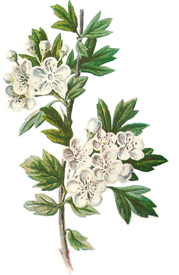 Daisy Png - Hawthorn Flower Botanical Illustration Clipart (688x1024), Png Download