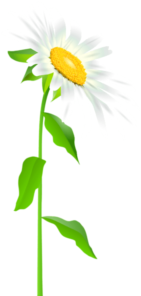 Free Png Download Daisy With Stem Transparent Png Images - Full Picture Of A Daisy Clipart (480x983), Png Download