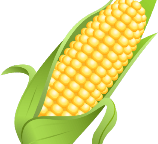 Corn Png Transparent Images - الشيخ راشد بن حميد النعيمي Clipart (640x480), Png Download