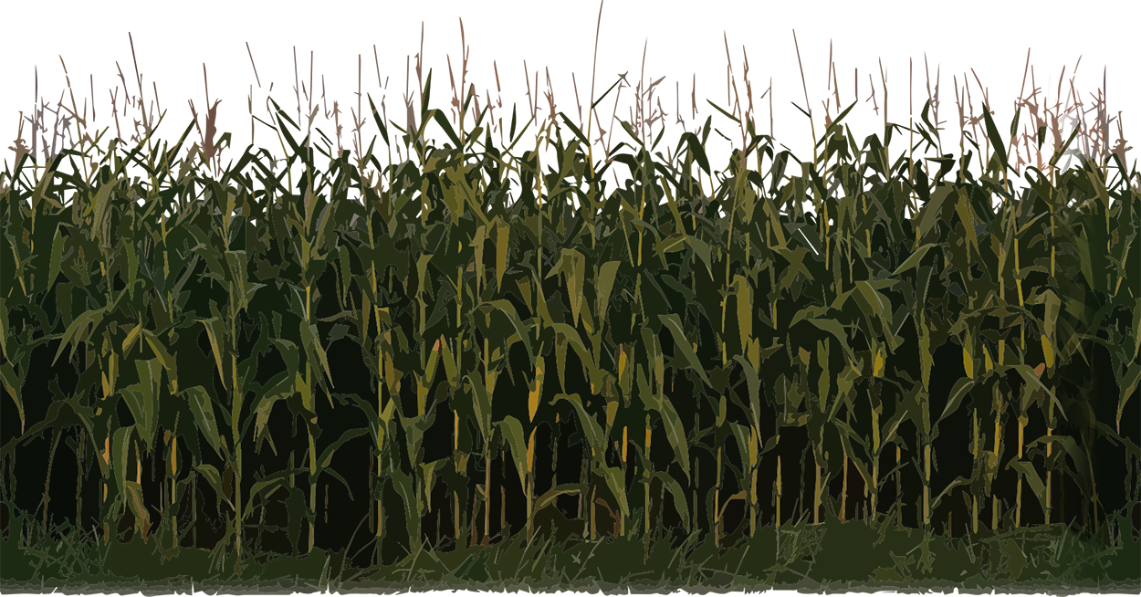 Corn Clipart Field Corn - Nitrous Oxide Fertilizer - Png Download (1250x654), Png Download