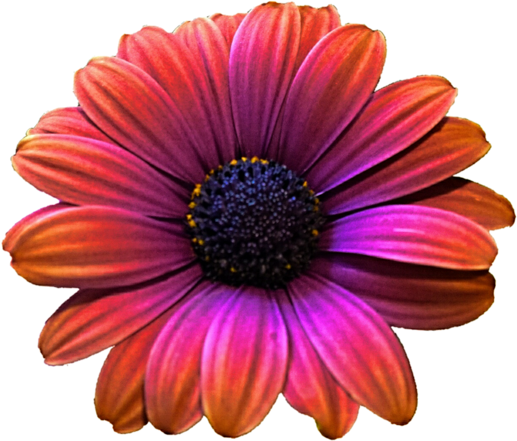 Daisy Clipart Colorful Daisy - Png Download (1008x859), Png Download