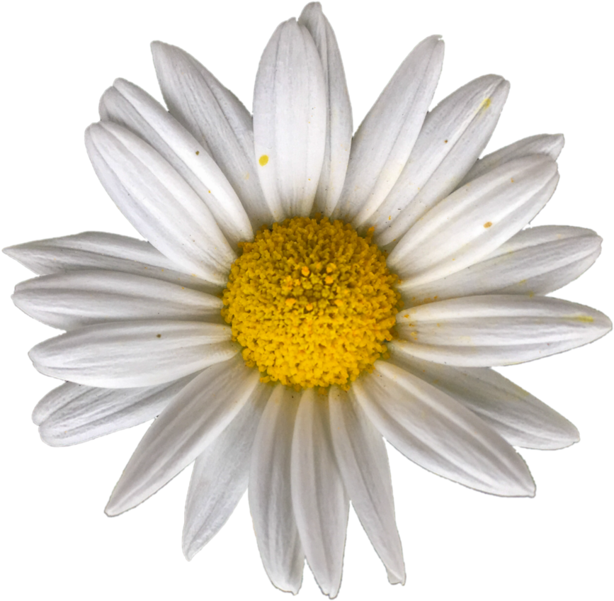 894 X 894 3 - Marguerite Vector Clipart (894x894), Png Download