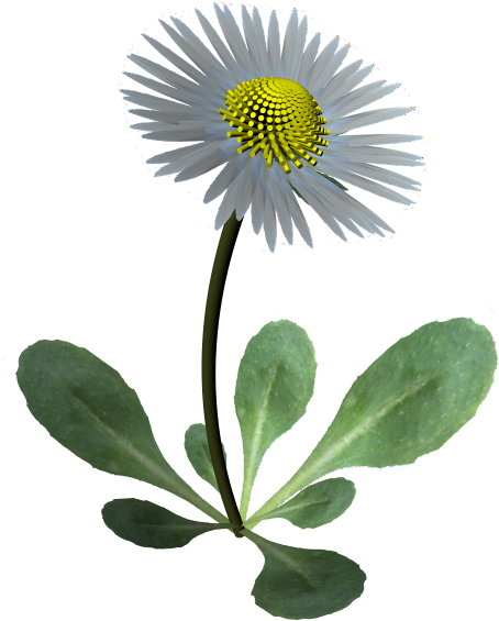 Daisy Gsz - African Daisy Clipart (1200x1200), Png Download