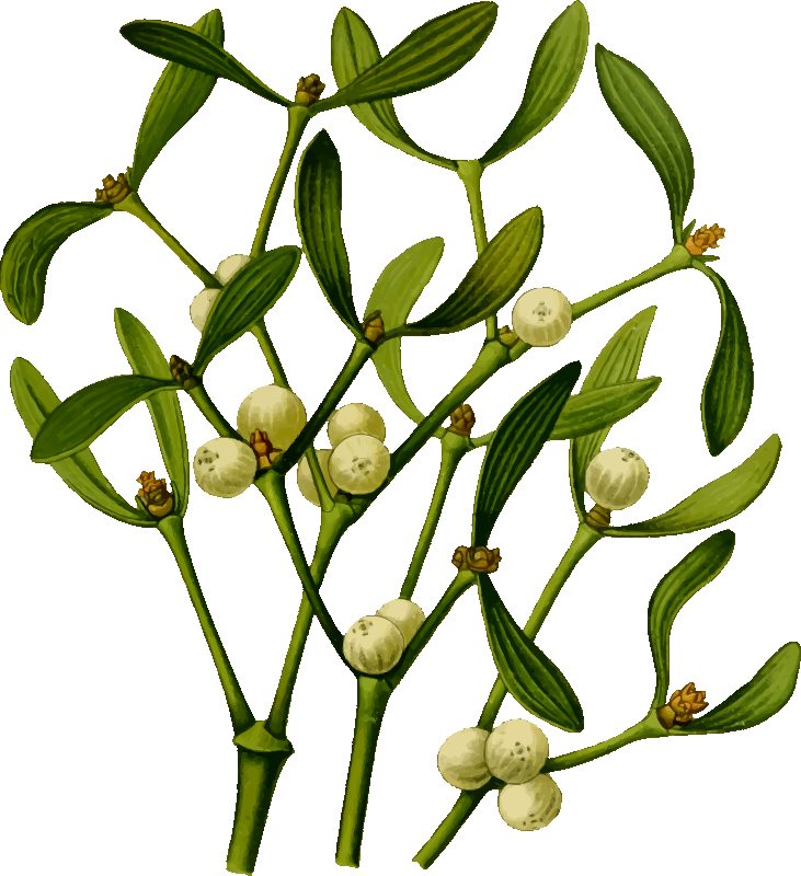 Medium Image - D&d Sprig Of Mistletoe Clipart (731x800), Png Download