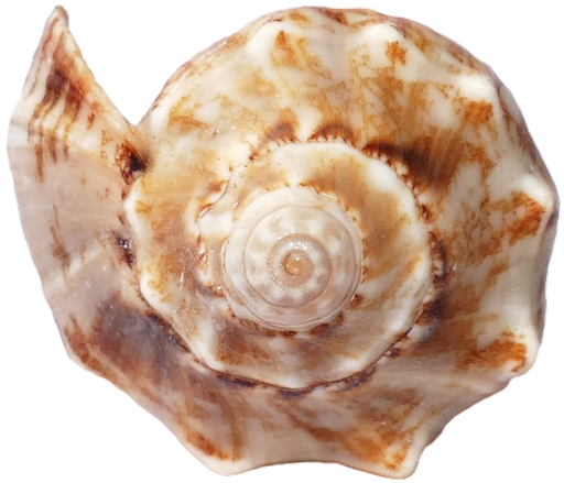 Seashell Clipart (960x640), Png Download
