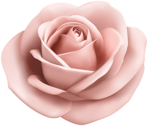600 X 513 6 - Peach Rose Transparent Clipart - Png Download (600x513), Png Download