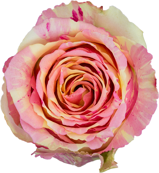 Fiesta - Garden Roses Clipart (900x900), Png Download