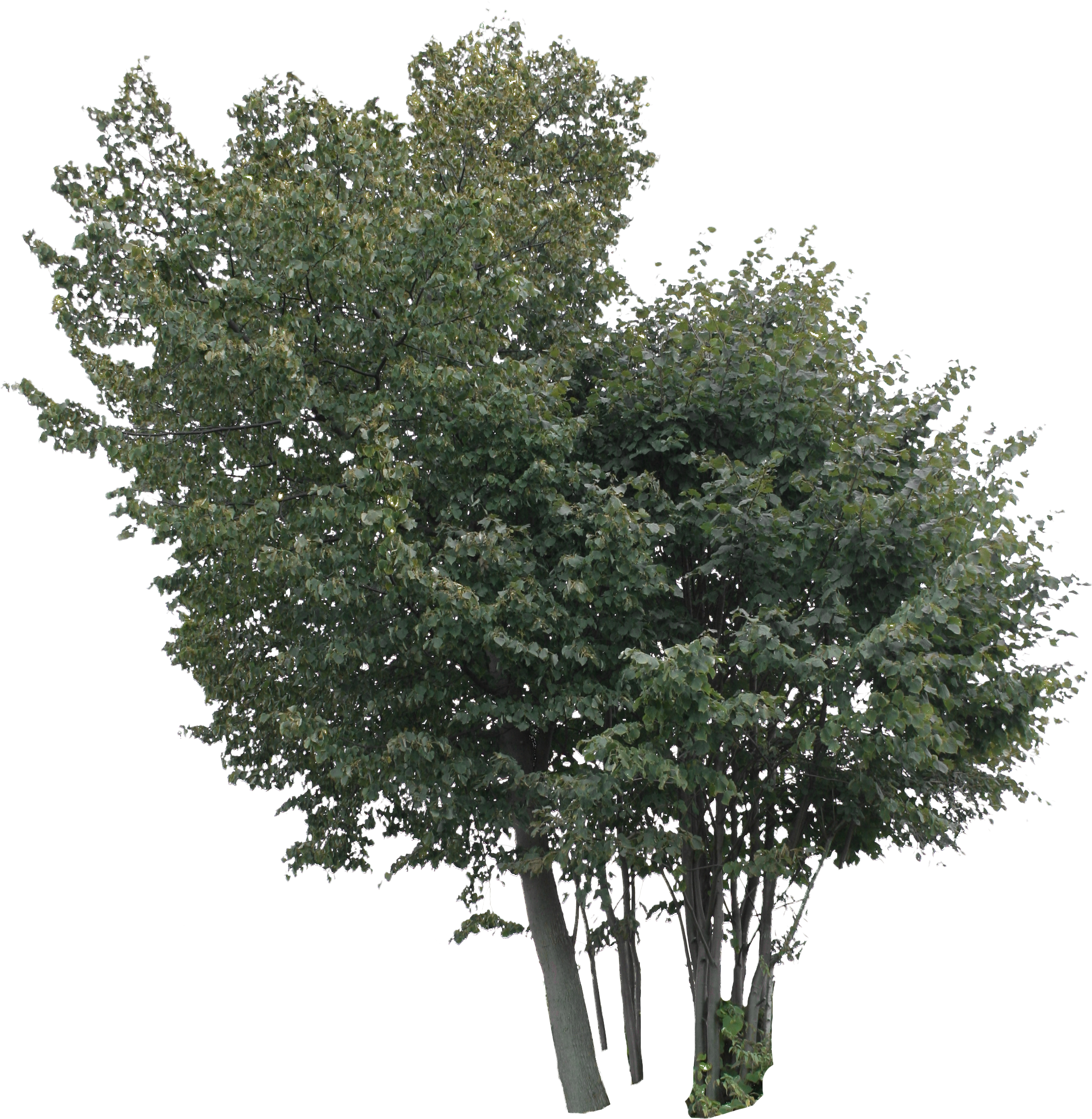 2d Trees - Plane Clipart (2251x2307), Png Download