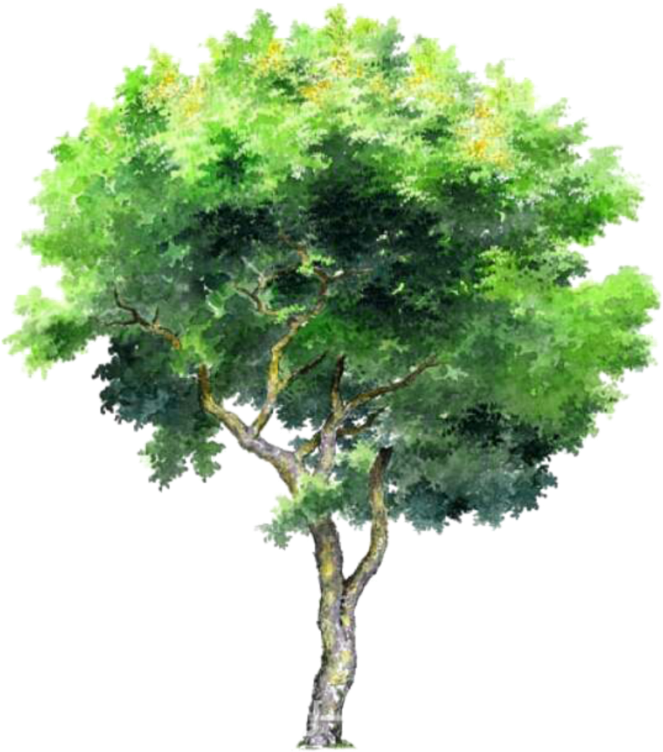 Tree Trees Leafs Greentree Green Ftestickers - Tree Png Clipart (953x1080), Png Download