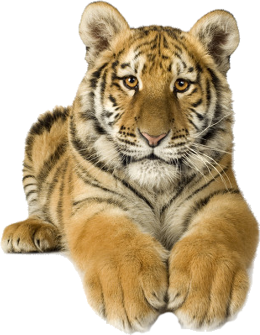 Svg Download Siberian Sumatran Bengal Stock Photography - Transparent Tigers Clipart - Png Download (750x750), Png Download