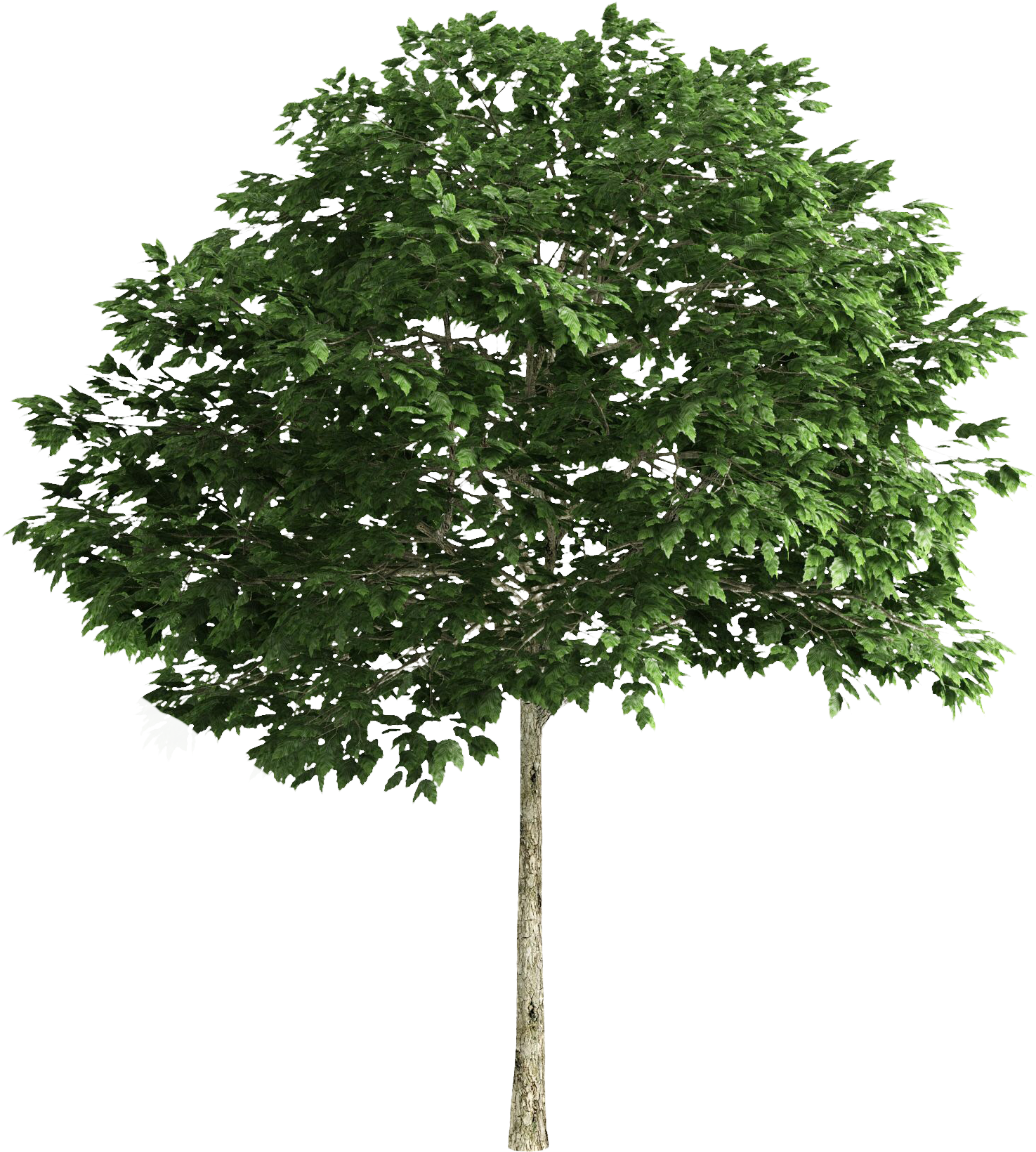 Tree Tree Photoshop, 3d Tree, Trees To Plant, Landscape - Multi Stem Tree Png Clipart (1555x1730), Png Download