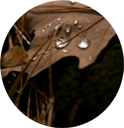 #leaf #brown #droplet #water #grass #nature #circle - Black And Brown Aesthetic Clipart (430x442), Png Download