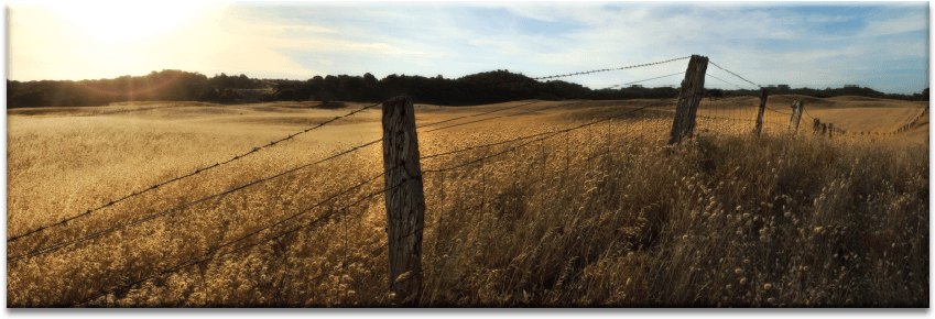 Golden Grass - Grass Clipart (900x900), Png Download