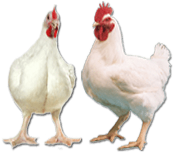 Ayam Broiler Png - Ayam Potong Png Clipart (1000x1000), Png Download