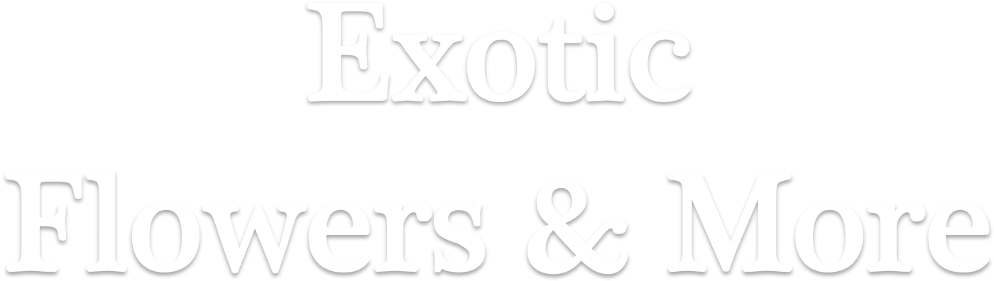 Calligraphy Clipart (1654x680), Png Download