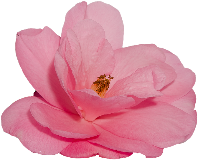 Flower, Camelia, Rosa, Nature, Transparent Background - Flor Png Fondo Transparente Clipart (853x720), Png Download