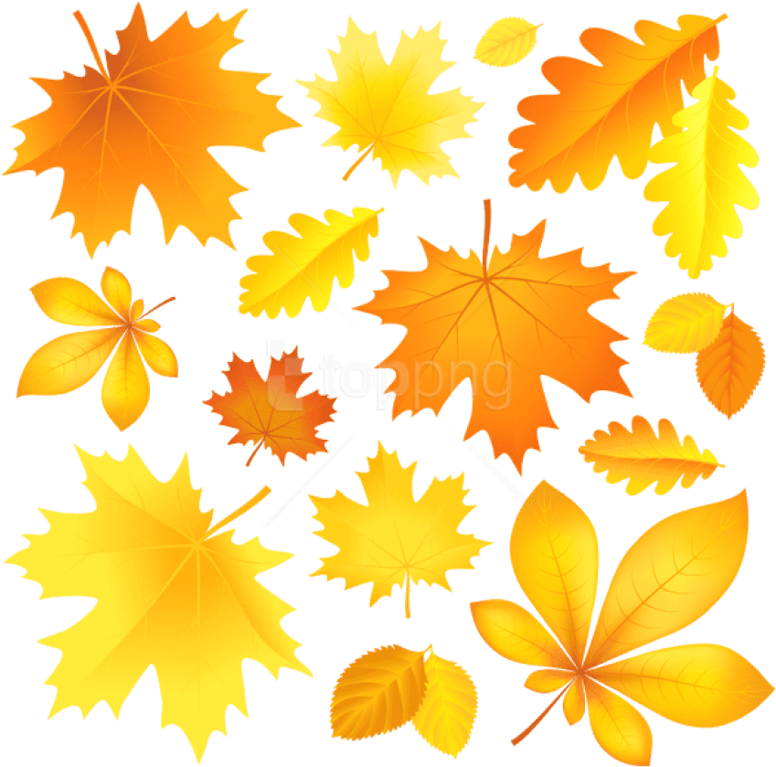 Download Transparent Fall Leaves Picture Clipart Png - Cartoon Image Of Autumn Leaves (850x849), Png Download