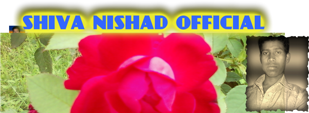 Floribunda Clipart (1051x435), Png Download