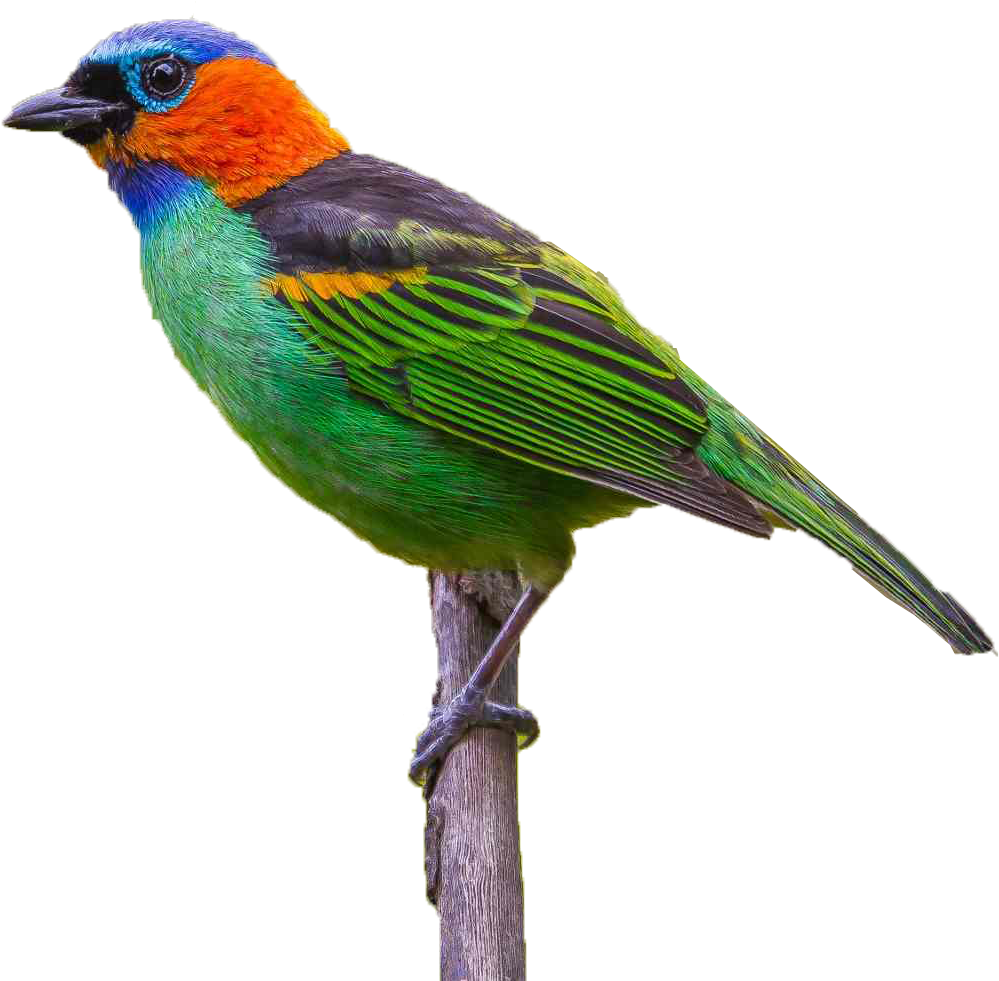 Parrot Clipart - Large Size Png Image - PikPng
