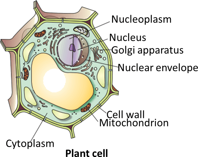 Download Hd Result For Plant Cell - Plant Cell Draw Clipart (657x520), Png Download