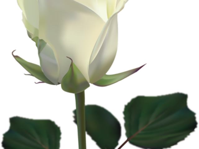 White Rose Clipart Png Format - White Rose With Transparent Background (640x480), Png Download