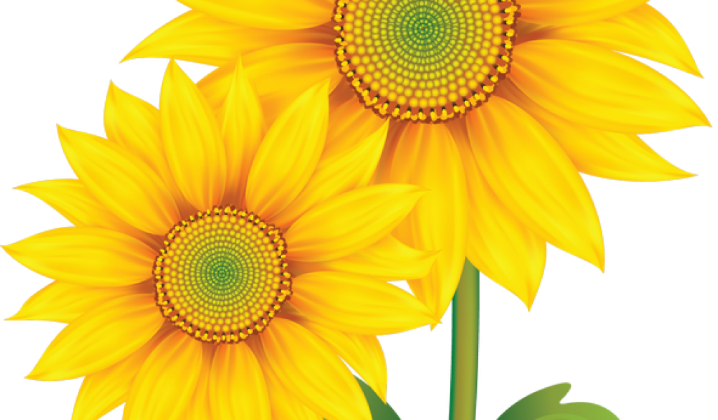 Download By Size - Sunflower Cartoon Transparent Background Clipart (1024x600), Png Download
